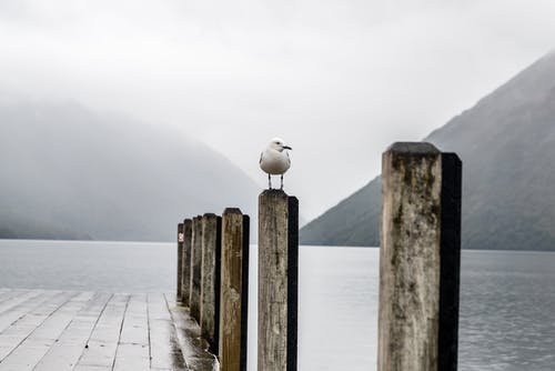 白鸟栖息在码头上 · 免费素材图片