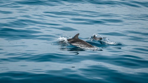 两只灰色的海豚被水包围 · 免费素材图片