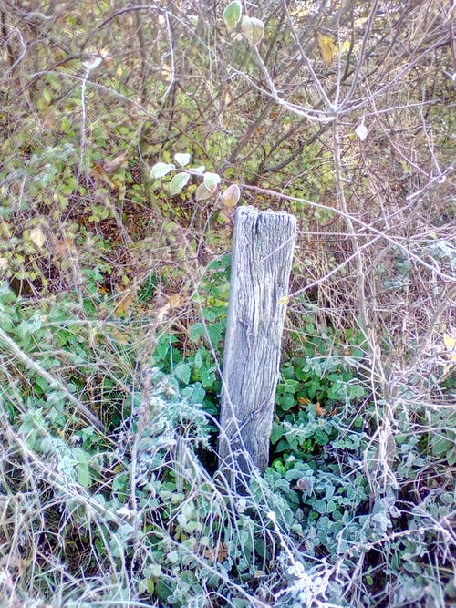 森林里的树 · 免费素材图片