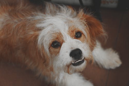 长毛棕色和白色的狗 · 免费素材图片