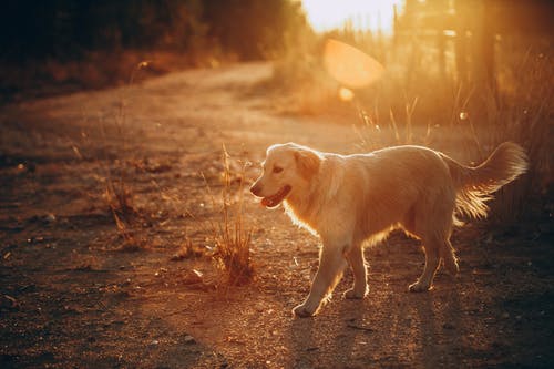 走在日落的金毛寻回犬 · 免费素材图片