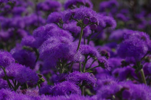 焦点摄影中的紫色小花 · 免费素材图片