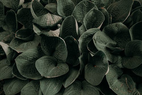 绿色植物 · 免费素材图片