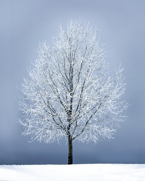 灰色的天空下无叶的树 · 免费素材图片