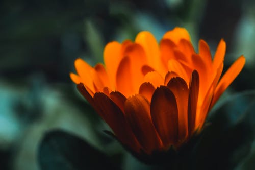橙花的特写摄影 · 免费素材图片