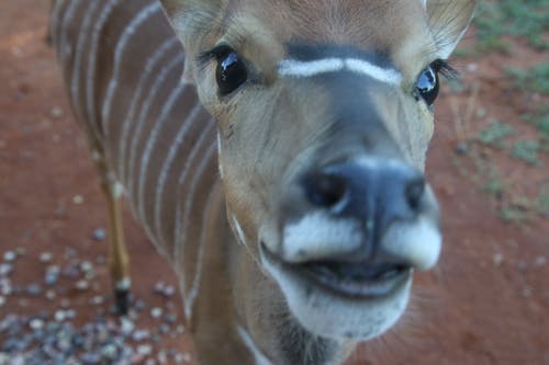 棕色和白色的条纹鹿的特写摄影 · 免费素材图片