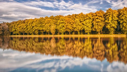 湖附近的布朗叶树 · 免费素材图片