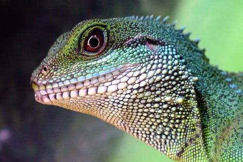 绿色和米色蜥蜴 · 免费素材图片
