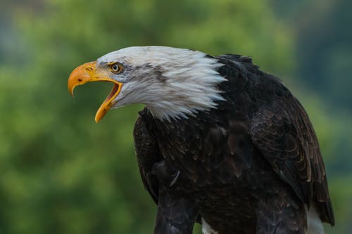 白天关闭了白黑鹰的摄影 · 免费素材图片