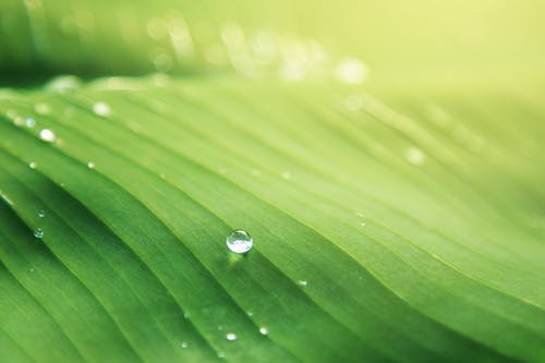 绿叶上的水滴 · 免费素材图片