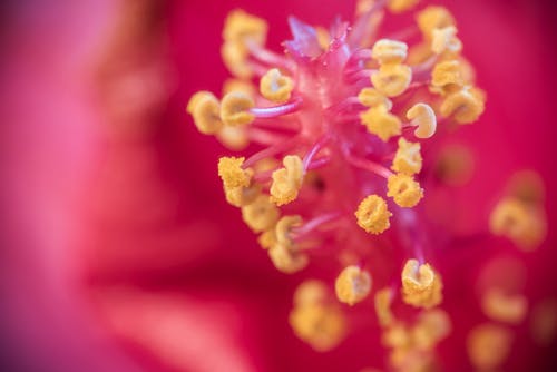 芙蓉花粉的选择性聚焦摄影 · 免费素材图片