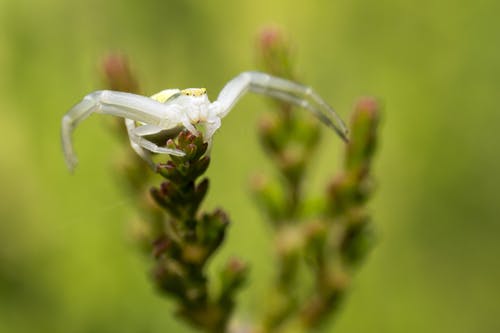 白蜘蛛在绿色的植物 · 免费素材图片