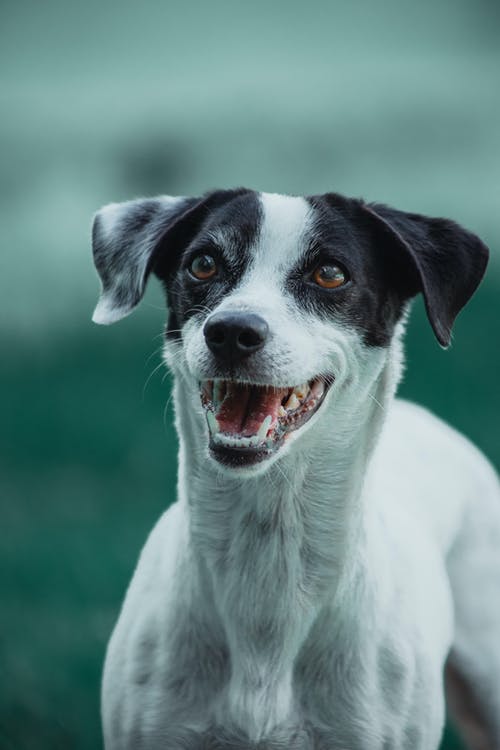 黑与白狗的特写照片 · 免费素材图片