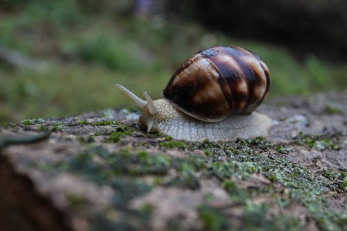 苔藓上的棕色和白色蜗牛的浅焦点摄影 · 免费素材图片