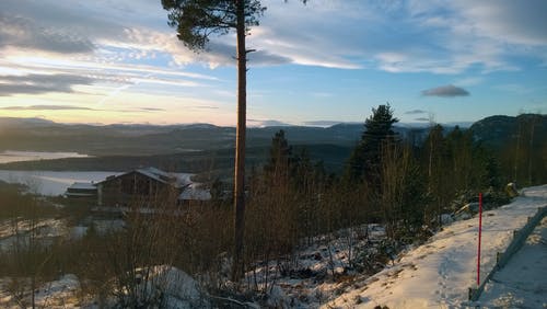 绿叶树在洁白的雪地上 · 免费素材图片