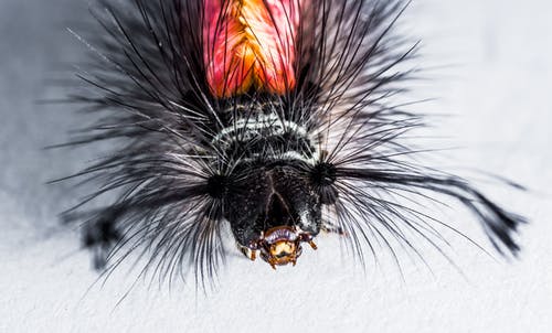 黑色和红色尖的昆虫 · 免费素材图片