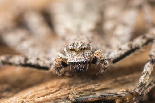 棕色木制表面上的蜘蛛 · 免费素材图片