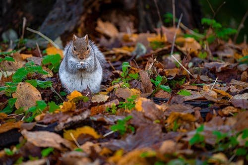 有关动物, 动物摄影, 哺乳动物的免费素材图片