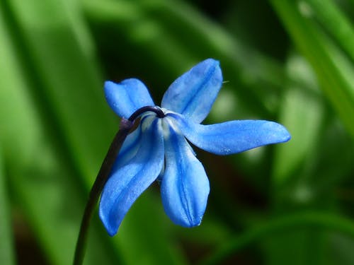 Daytinme期间的蓝色小花的微距照片 · 免费素材图片