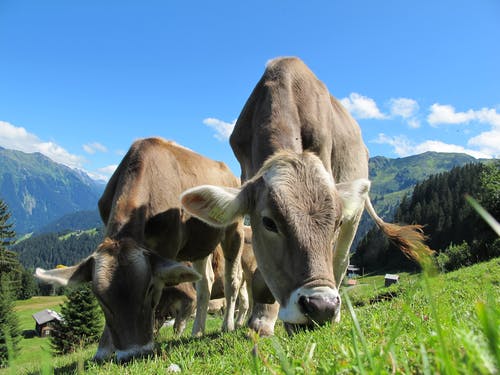 两只牛在田野上吃草 · 免费素材图片