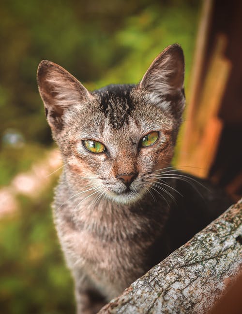棕色虎斑猫在树干上 · 免费素材图片