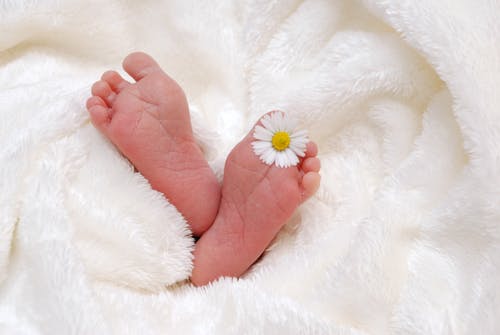 婴儿的脚与白色翠菊花 · 免费素材图片