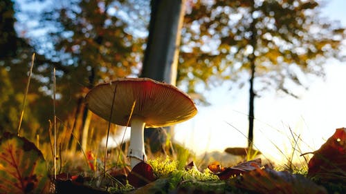 蘑菇生长在球场上的特写镜头 · 免费素材图片
