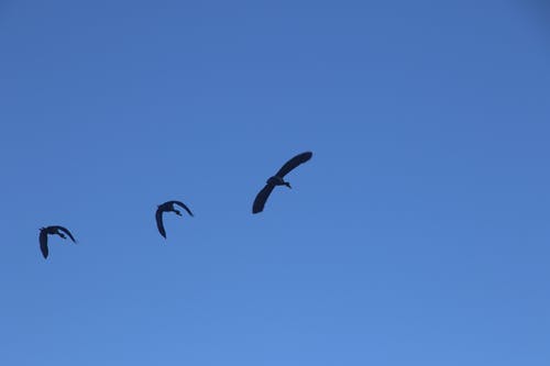 三只飞鸟的摄影 · 免费素材图片