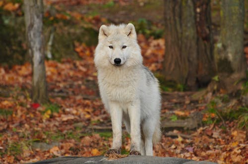 白狼和黑狼 · 免费素材图片