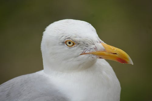 白鸟的选择性聚焦摄影 · 免费素材图片