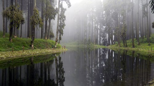 树与草之间的河 · 免费素材图片