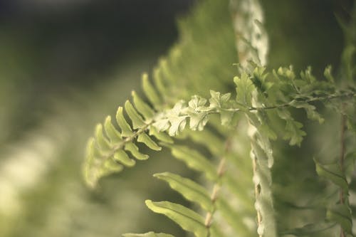 绿蕨 · 免费素材图片