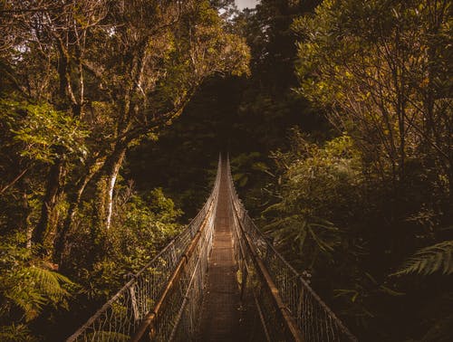 树木环绕的棕色吊桥 · 免费素材图片