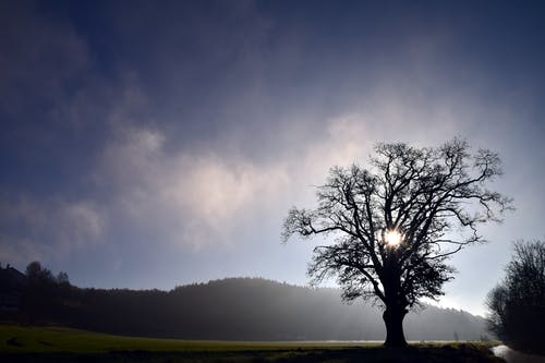夜间光秃秃的树 · 免费素材图片