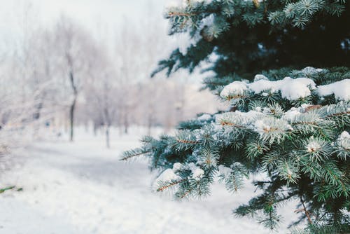 有关云杉, 公园, 冬季的免费素材图片