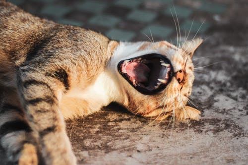躺在灰色的表面上的猫 · 免费素材图片