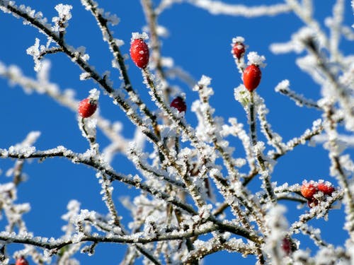 红色水果与洁白的雪 · 免费素材图片