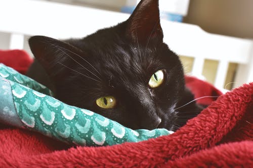 一只黑猫的特写摄影 · 免费素材图片