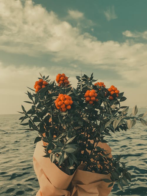 有关一串, 假日, 分公司的免费素材图片