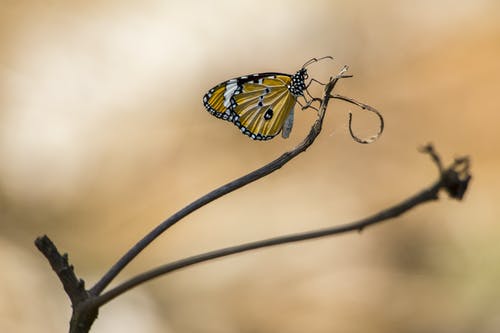 黄色和黑色蝴蝶在棕色的茎 · 免费素材图片