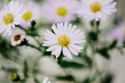 白花的特写 · 免费素材图片