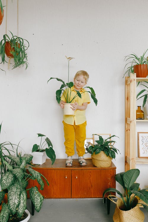 拿着一件盆的植物的黄色衬衣的男孩站立在绿色植物旁边 · 免费素材图片