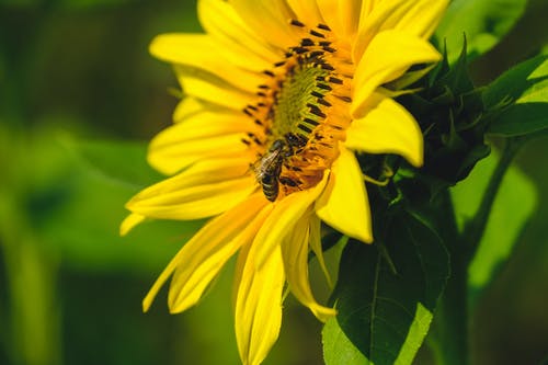 有关向日葵, 授粉, 昆虫的免费素材图片