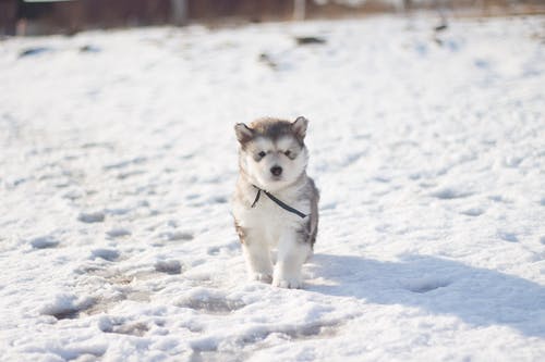 雪覆盖地面上的白色和黑色西伯利亚哈士奇犬幼犬 · 免费素材图片