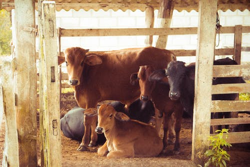 棕色小牛群 · 免费素材图片