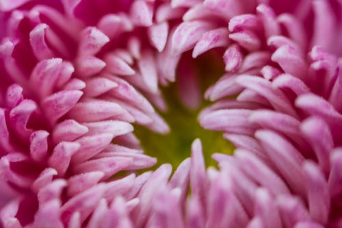 花瓣的宏观摄影 · 免费素材图片