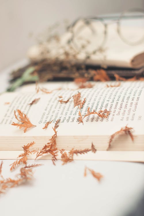 棕色的叶子，在白纸上 · 免费素材图片