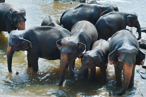 大象喝水的组 · 免费素材图片