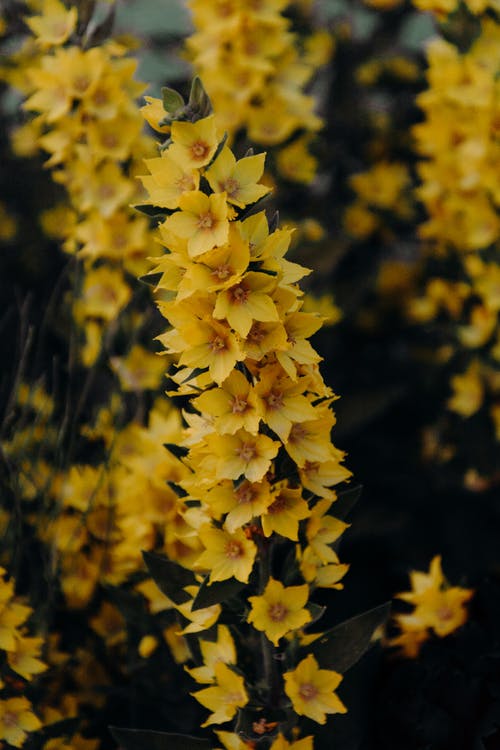 黄色花的摄影特写 · 免费素材图片