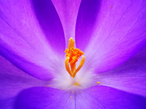 紫色的小花在特写镜头 · 免费素材图片